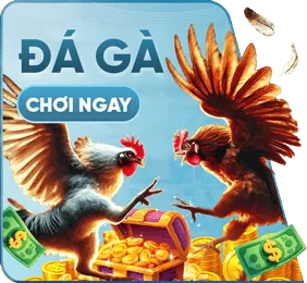 đá gà bl555